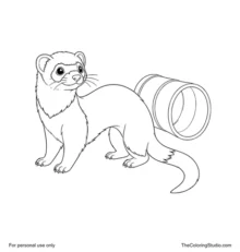 Playful pet ferret with a long curved two-tone body beside a simple tunnel on a plain white background.