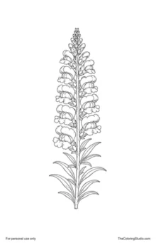 Tall snapdragon plant with coral, rose, peach, and yellow blooms, upper buds, and narrow green leaves.