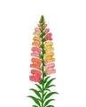 Tall snapdragon plant with coral, rose, peach, and yellow blooms, upper buds, and narrow green leaves.