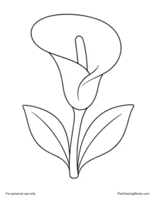 Simple calla lily with one large trumpet-shaped flower, yellow spadix, two green leaves, and a short stem on white.