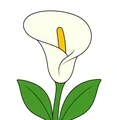 Simple calla lily with one large trumpet-shaped flower, yellow spadix, two green leaves, and a short stem on white.