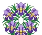 Iris floral mandala with six violet blooms and long green sword leaves arranged in a balanced radial fan.