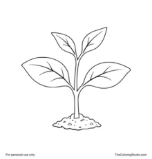 Young green seedling with four simple leaves growing from a small patch of soil on a clean white background.