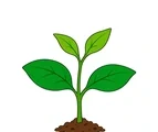 Young green seedling with four simple leaves growing from a small patch of soil on a clean white background.